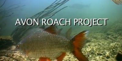 The Avon Roach Project.jpg